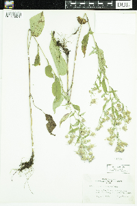 Symphyotrichum ciliolatum image