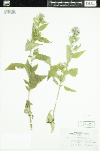 Symphyotrichum ciliolatum image