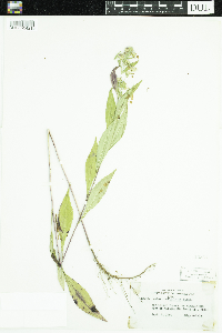 Symphyotrichum ciliolatum image