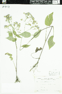 Symphyotrichum ciliolatum image