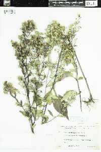 Symphyotrichum ciliolatum image