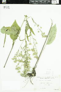 Symphyotrichum ciliolatum image