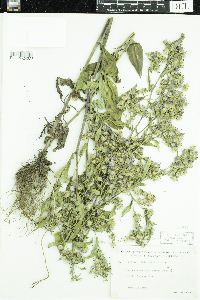 Symphyotrichum ciliolatum image