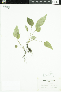 Symphyotrichum ciliolatum image