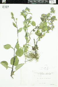 Symphyotrichum ciliolatum image