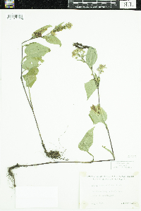 Symphyotrichum ciliolatum image
