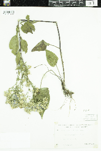 Symphyotrichum ciliolatum image