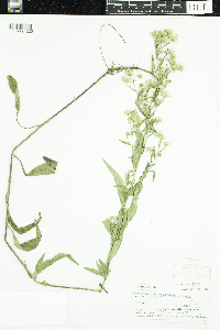 Symphyotrichum ciliolatum image