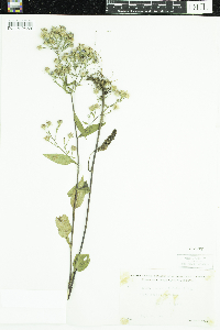 Symphyotrichum ciliolatum image
