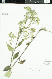 Symphyotrichum ciliolatum image