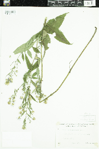 Symphyotrichum ciliolatum image