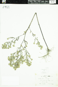 Symphyotrichum ciliolatum image