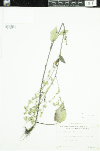 Symphyotrichum ciliolatum image