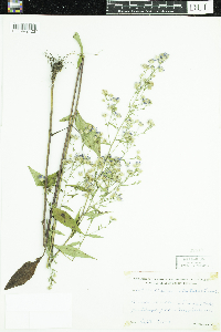 Symphyotrichum ciliolatum image
