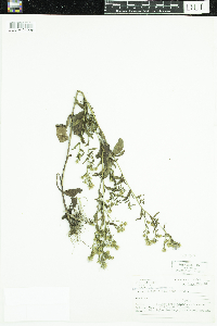 Symphyotrichum ciliolatum image