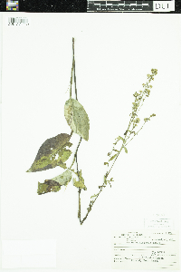 Symphyotrichum ciliolatum image