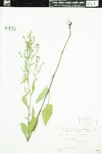 Symphyotrichum ciliolatum image