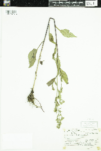 Symphyotrichum ciliolatum image
