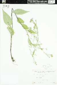 Media resource of Symphyotrichum ciliolatum