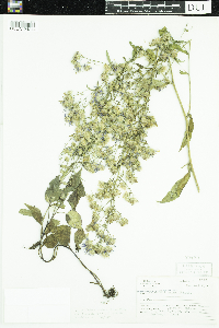 Symphyotrichum ciliolatum image