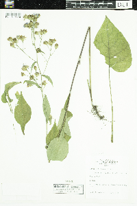 Symphyotrichum ciliolatum image