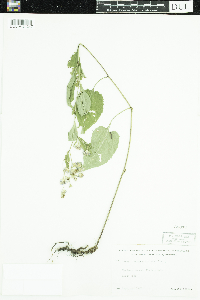 Symphyotrichum ciliolatum image