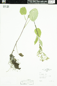 Symphyotrichum ciliolatum image