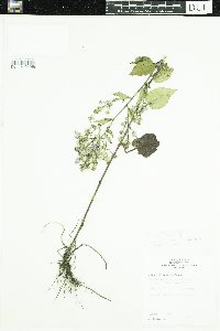 Symphyotrichum ciliolatum image