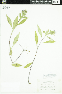 Symphyotrichum ciliolatum image