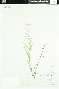 Symphyotrichum novi-belgii var. novi-belgii image