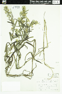 Symphyotrichum boreale image