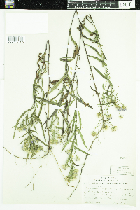 Symphyotrichum boreale image
