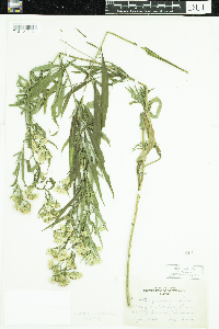 Symphyotrichum boreale image