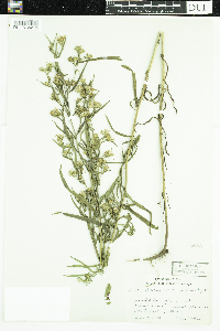 Symphyotrichum boreale image