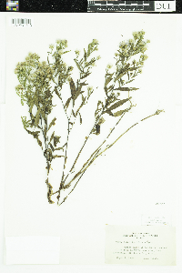 Symphyotrichum boreale image