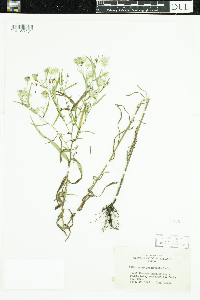 Symphyotrichum boreale image