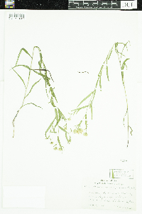 Symphyotrichum boreale image