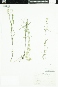 Symphyotrichum boreale image