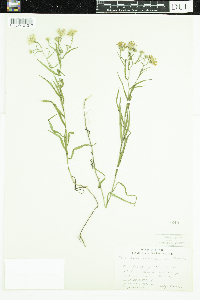 Symphyotrichum boreale image
