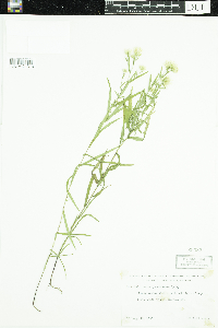 Symphyotrichum boreale image