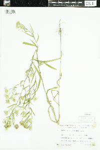Symphyotrichum boreale image
