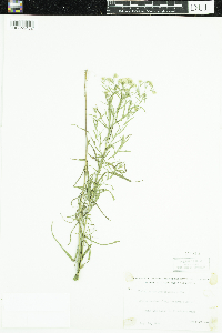 Symphyotrichum boreale image
