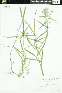 Symphyotrichum boreale image