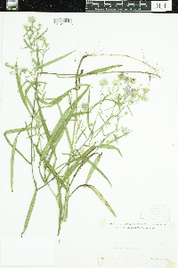 Symphyotrichum boreale image