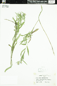 Symphyotrichum boreale image