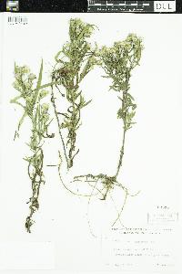 Symphyotrichum boreale image
