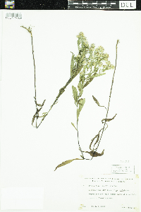 Symphyotrichum boreale image