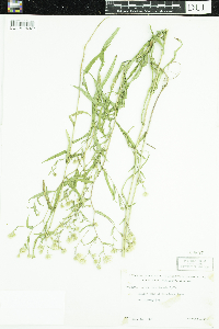 Symphyotrichum boreale image