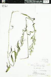 Symphyotrichum boreale image
