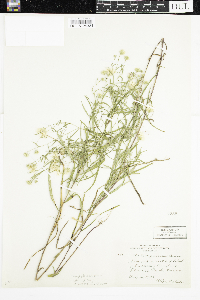 Symphyotrichum novi-belgii var. novi-belgii image